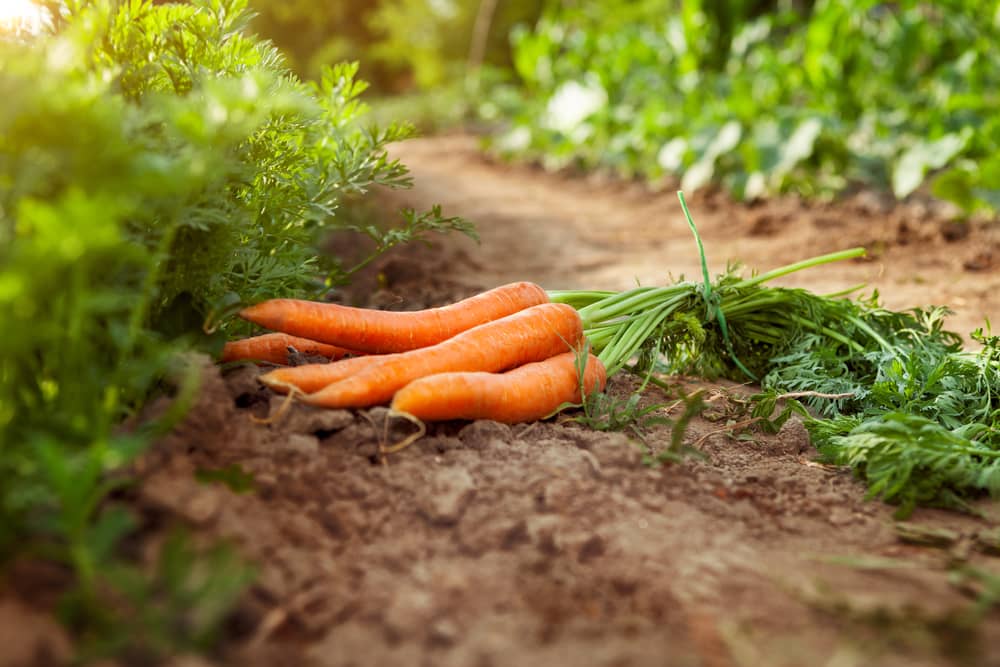 Pourquoi mes carottes de jardin ne grossissent pas ?